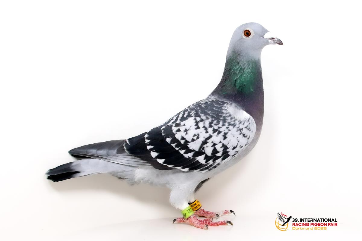 C - DV 03582-23-1121 - Gerhard Kemmler Sporttauben--C-39-DV1121