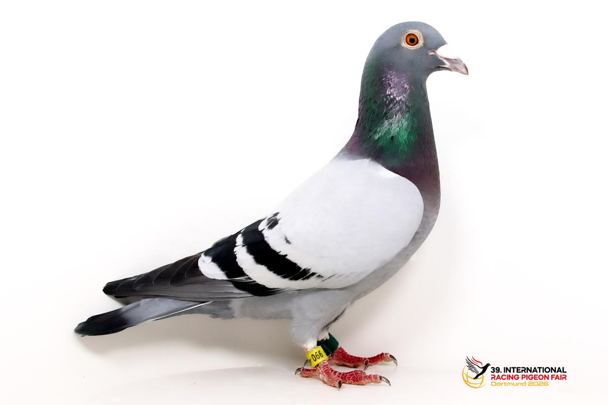 D - DV 04117-24-990 - Team Kallen Sporttauben--D-40-DV990