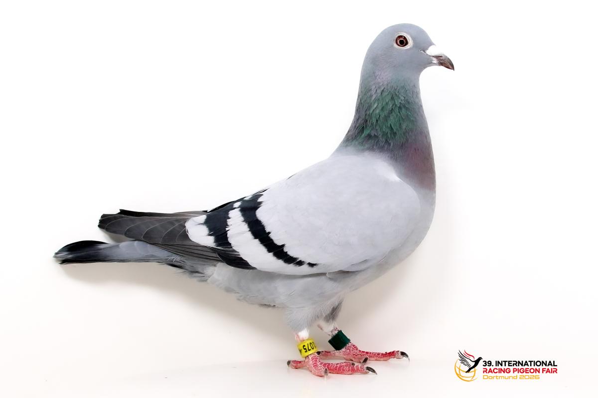 G - DV 04117-24-1075 - Team Kallen Sporttauben--G-52-DV1075