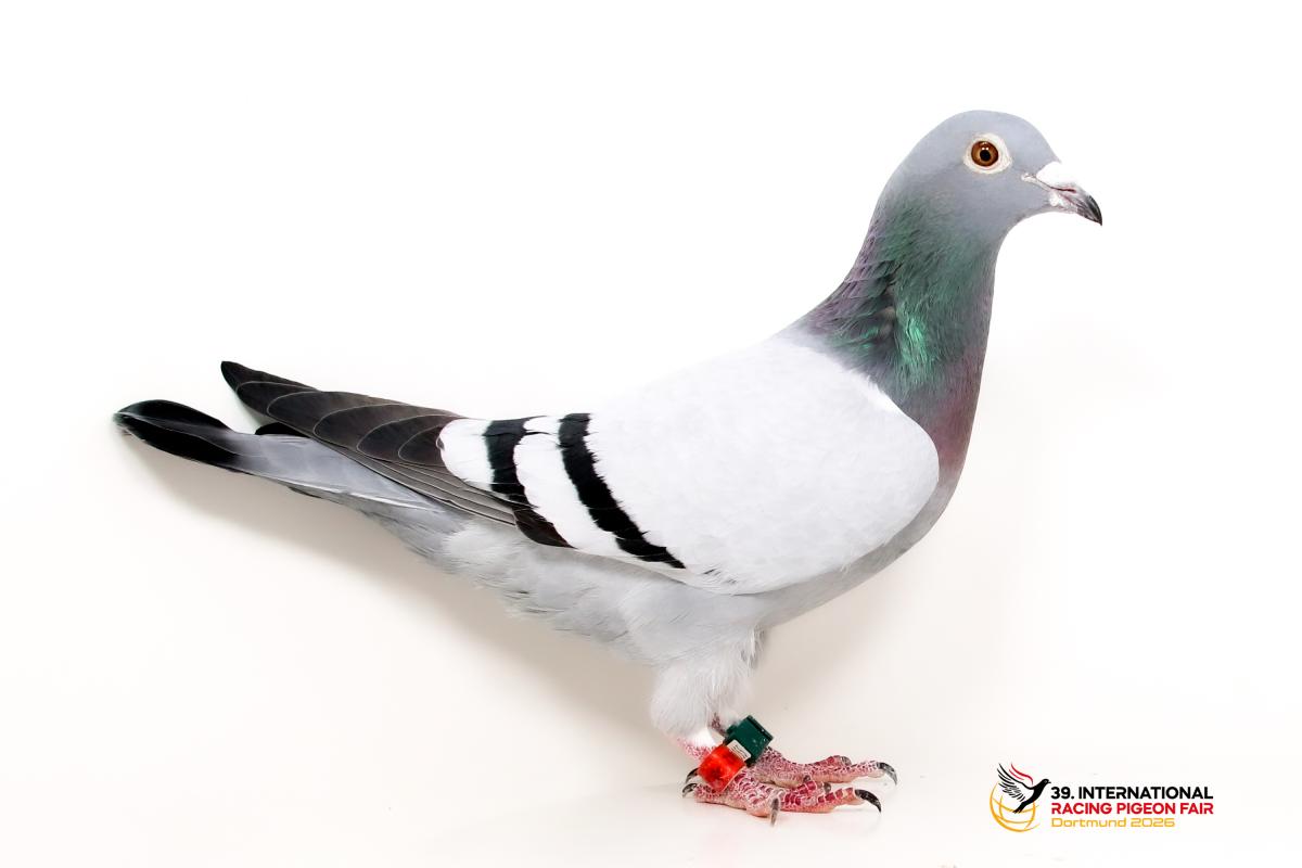 H - DV 04117-22-2242 - Team Kallen Sporttauben--H-54-DV2242