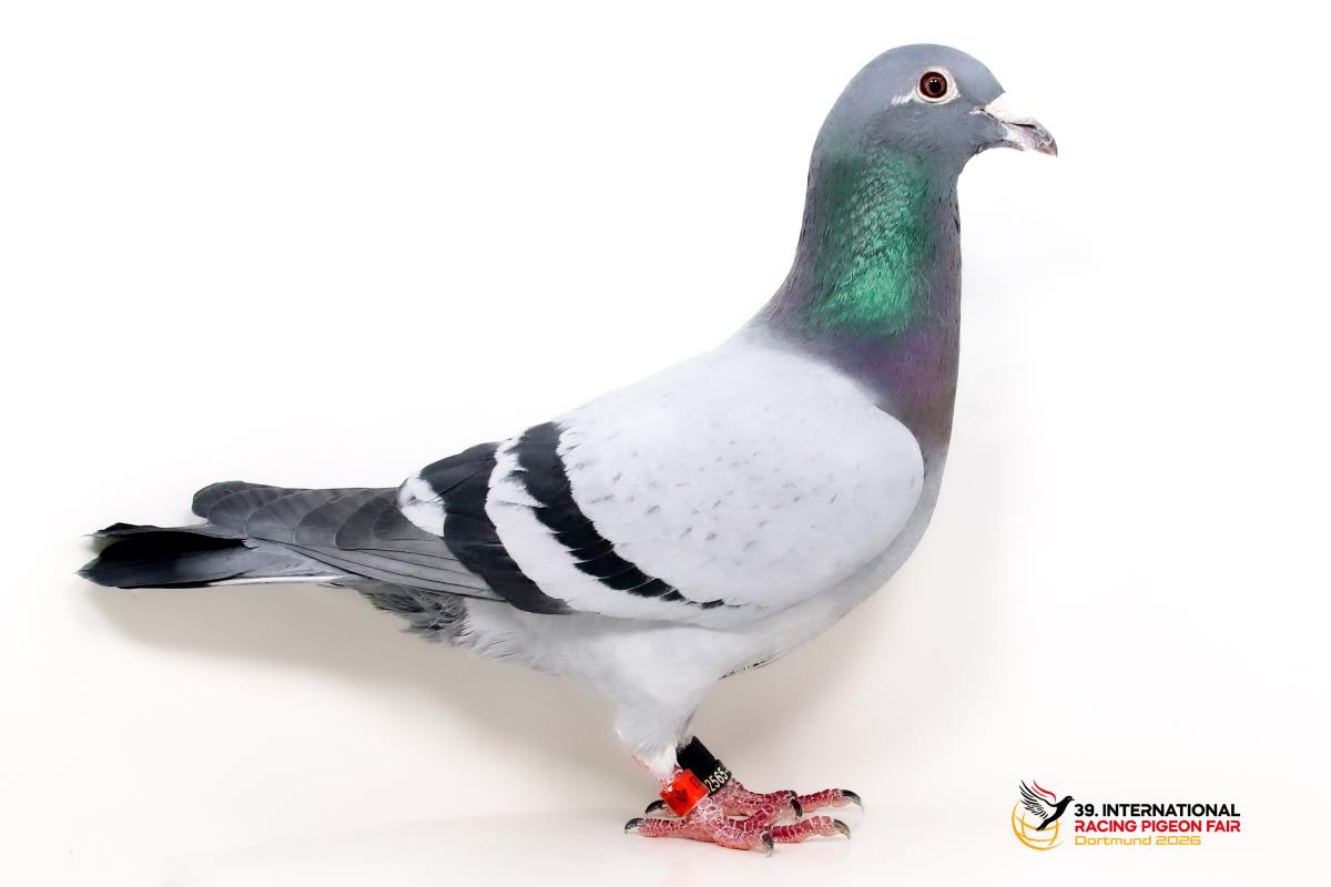 H - DV 0724-22-203 - Alois Wesseling Sporttauben--H-55-DV203