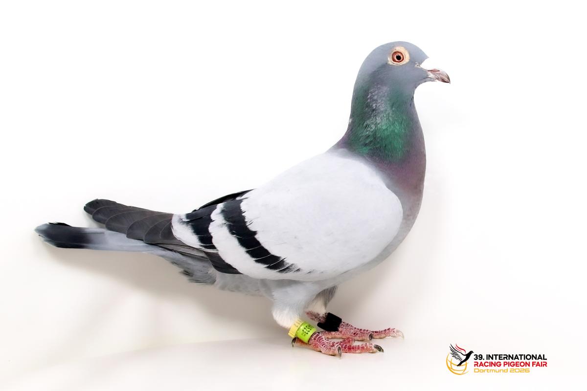 H - DV 04523-23-90 - Alois u. Martin Gladen Sporttauben--H-56-DV90