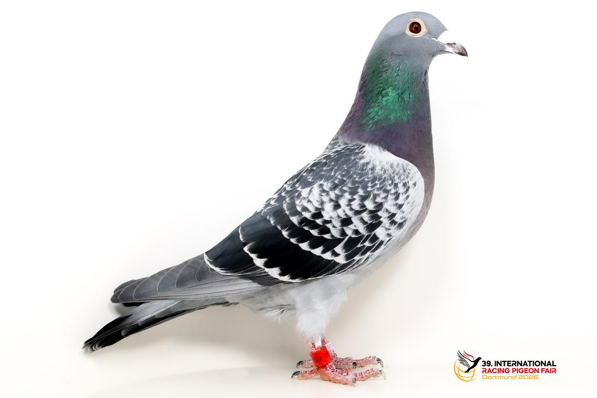 I - DV 07243-16-487 - Eric u. Albert Groh Sporttauben--I-58-DV365